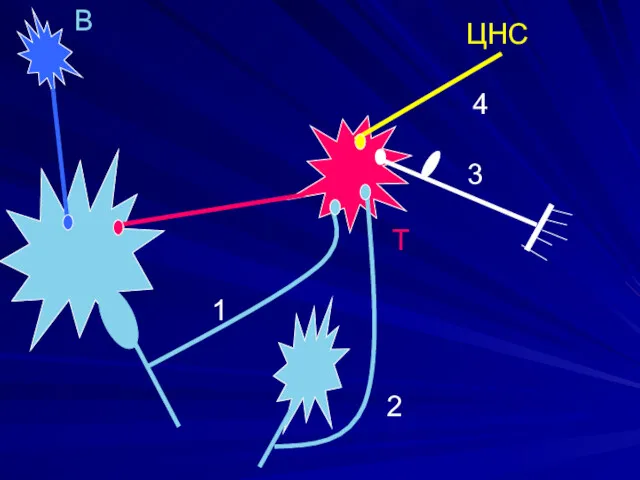 В Т 1 2 3 ЦНС 4