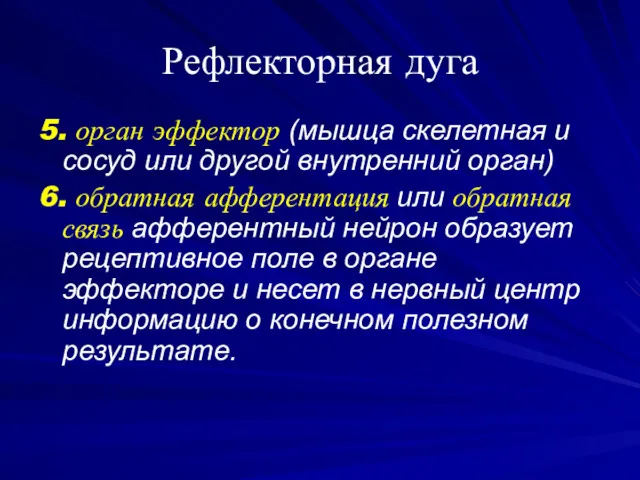 Рефлекторная дуга 5. орган эффектор (мышца скелетная и сосуд или