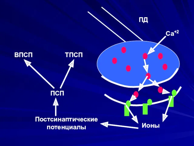 Постсинаптические потенциалы ПД Са+2 Ионы ПСП ВПСП ТПСП