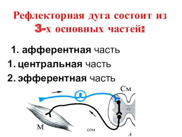 Рефлекторная дуга состоит из 3-х основных частей: 1. афферентная часть центральная часть эфферентная часть