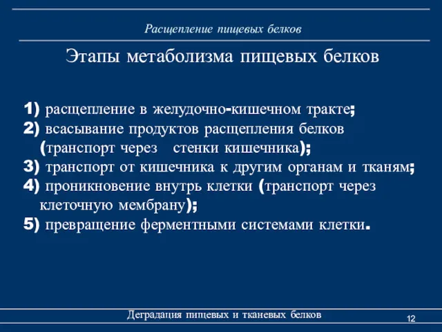 Расщепление пищевых белков Деградация пищевых и тканевых белков Этапы метаболизма