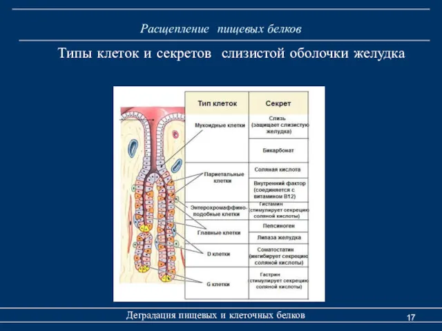 Расщепление пищевых белков Деградация пищевых и клеточных белков Типы клеток и секретов слизистой оболочки желудка