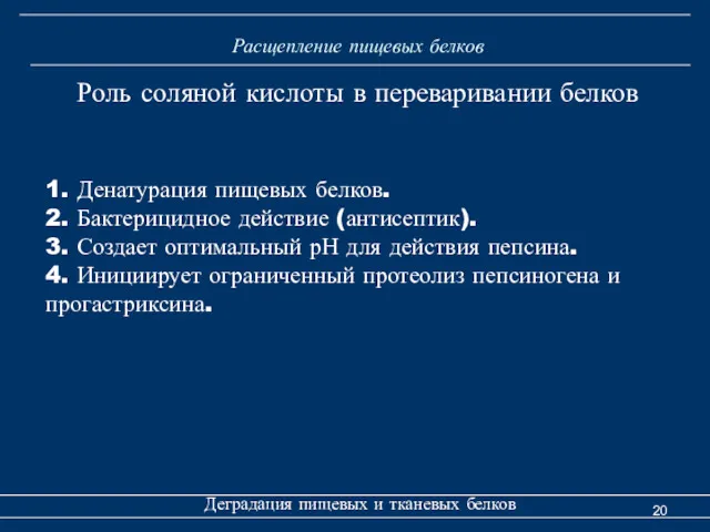 Расщепление пищевых белков Деградация пищевых и тканевых белков Роль соляной