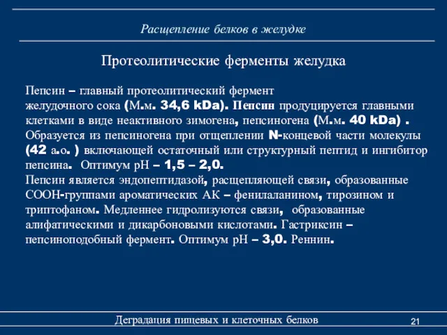 Расщепление белков в желудке Деградация пищевых и клеточных белков Протеолитические