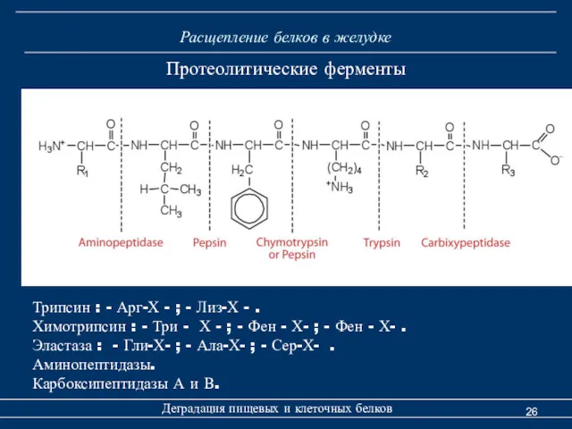 Расщепление белков в желудке Деградация пищевых и клеточных белков Протеолитические