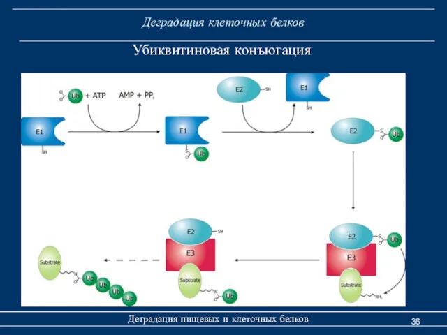 Деградация клеточных белков Деградация пищевых и клеточных белков Убиквитиновая конъюгация