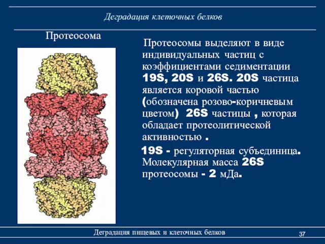 Деградация клеточных белков Протеосома Деградация пищевых и клеточных белков Протеосомы