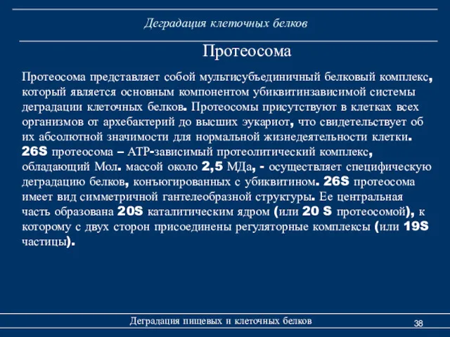 Деградация клеточных белков Протеосома Деградация пищевых и клеточных белков Протеосома