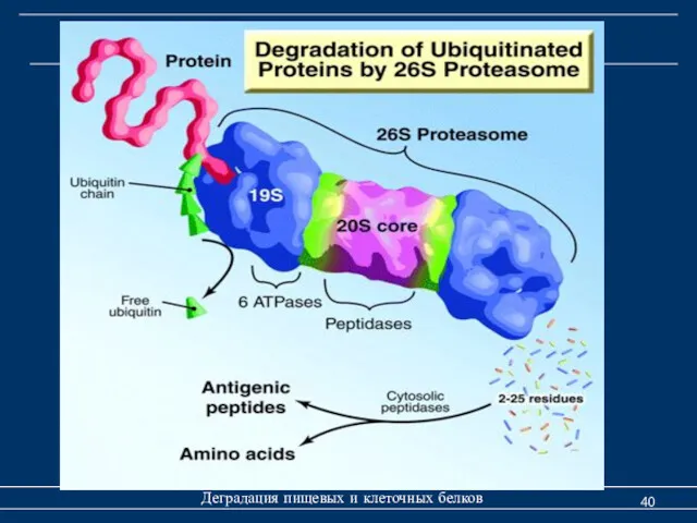 Деградация клеточных белков Деградация пищевых и клеточных белков