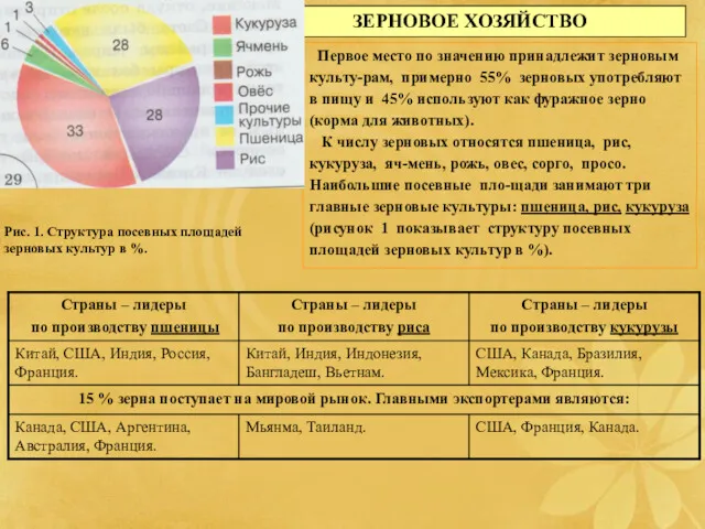 ЗЕРНОВОЕ ХОЗЯЙСТВО Первое место по значению принадлежит зерновым культу-рам, примерно