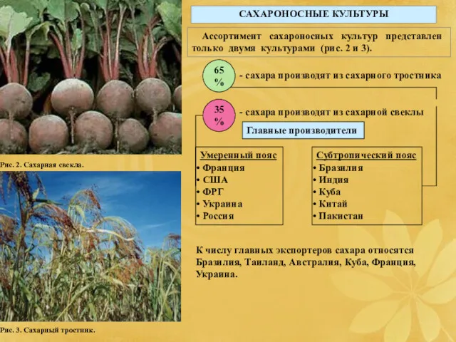 Рис. 2. Сахарная свекла. Рис. 3. Сахарный тростник. САХАРОНОСНЫЕ КУЛЬТУРЫ