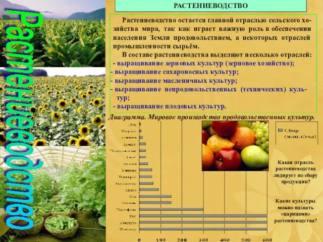 Растениеводство РАСТЕНИЕВОДСТВО Растениеводство остается главной отраслью сельского хо-зяйства мира, так