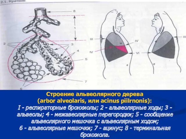 Строение альвеолярного дерева (arbor alveolaris, или acinus piilrnonis): I -