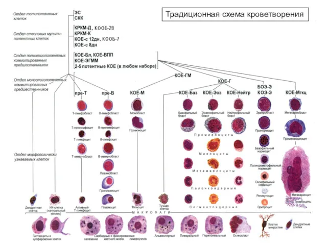 Традиционная схема кроветворения