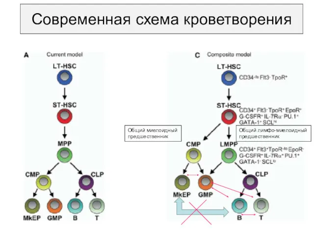 Современная схема кроветворения Общий миелоидный предшественник Общий лимфо-миелоидный предшественник