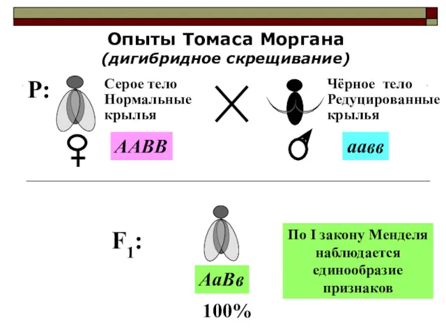 P: Опыты Томаса Моргана (дигибридное скрещивание) Серое тело Нормальные крылья Чёрное тело Редуцированные