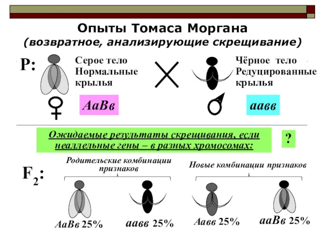 Опыты Томаса Моргана (возвратное, анализирующие скрещивание) F2: Ожидаемые результаты скрещивания, если неаллельные гены