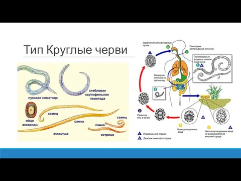 Тип Круглые черви