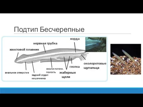 Подтип Бесчерепные