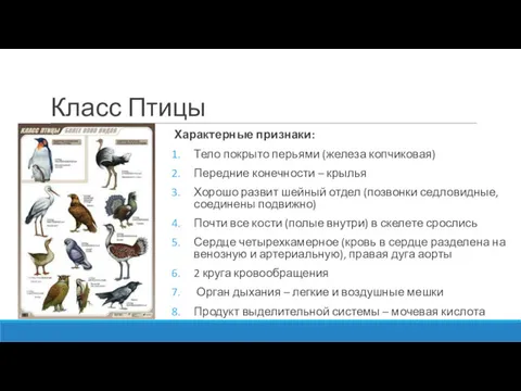 Класс Птицы Характерные признаки: Тело покрыто перьями (железа копчиковая) Передние