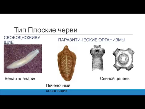 Тип Плоские черви СВОБОДНОЖИВУЩИЕ ПАРАЗИТИЧЕСКИЕ ОРГАНИЗМЫ Белая планария Печеночный сосальщик Свиной цепень