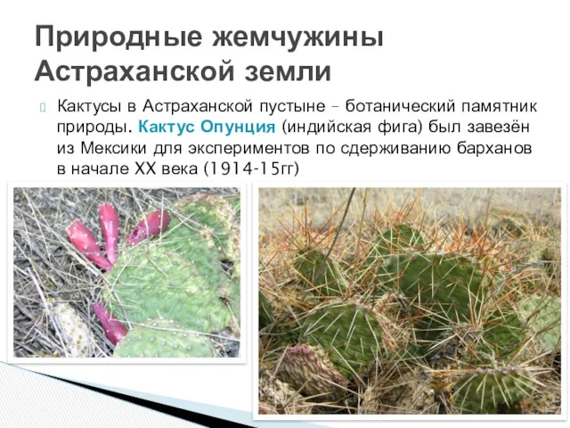 Кактусы в Астраханской пустыне – ботанический памятник природы. Кактус Опунция