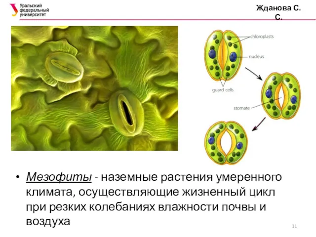 Жданова С.С. Мезофиты - наземные растения умеренного климата, осуществляющие жизненный