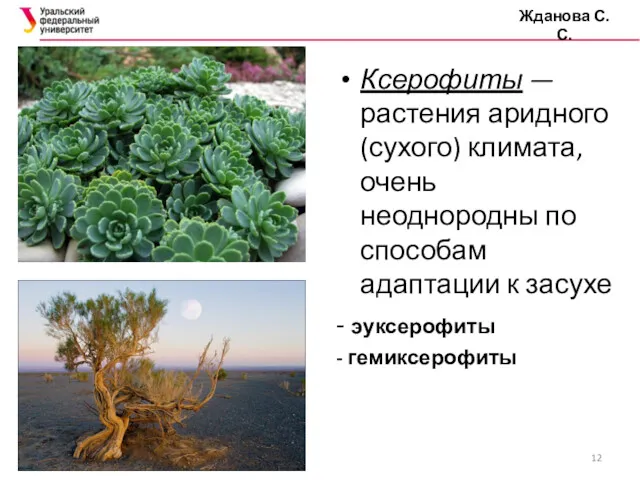 Жданова С.С. Ксерофиты — растения аридного (сухого) климата, очень неоднородны