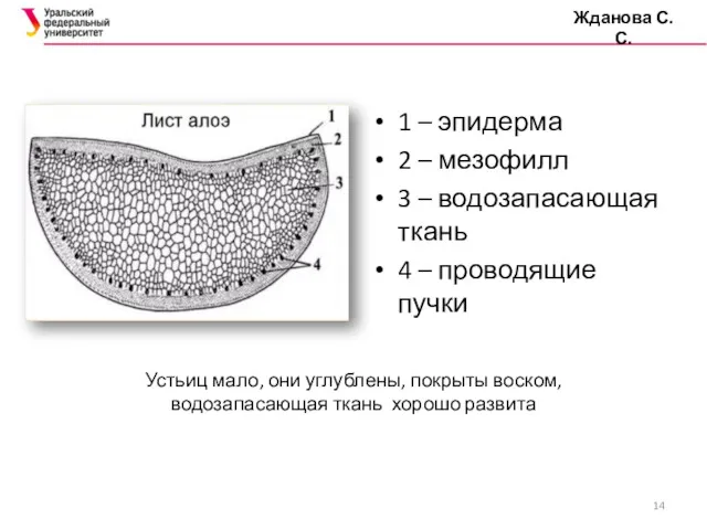 1 – эпидерма 2 – мезофилл 3 – водозапасающая ткань