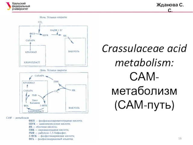 Crassulaceae acid metabolism: САМ-метаболизм (САМ-путь) Жданова С.С.