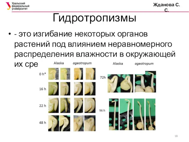 Гидротропизмы Жданова С.С. - это изгибание некоторых органов растений под