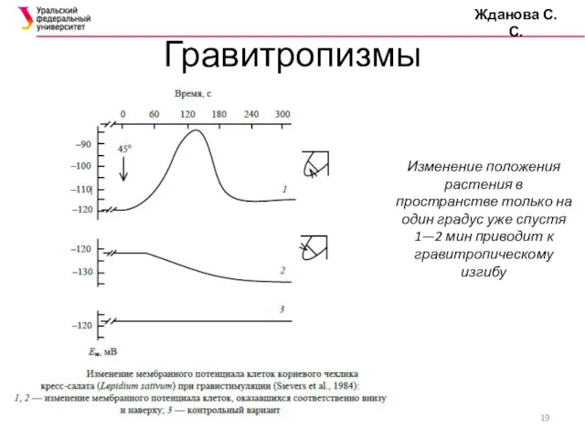 Гравитропизмы Жданова С.С. Изменение положения растения в пространстве только на