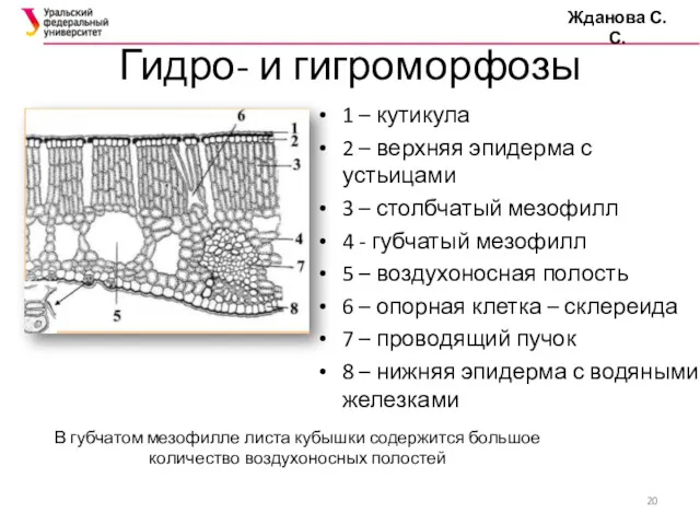 Гидро- и гигроморфозы 1 – кутикула 2 – верхняя эпидерма