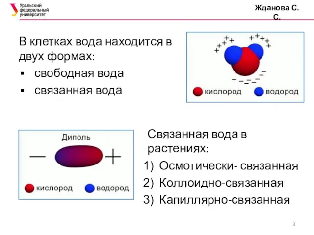 В клетках вода находится в двух формах: свободная вода связанная