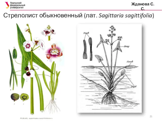 Стрелолист обыкновенный (лат. Sagittaria sagittifolia) Жданова С.С.