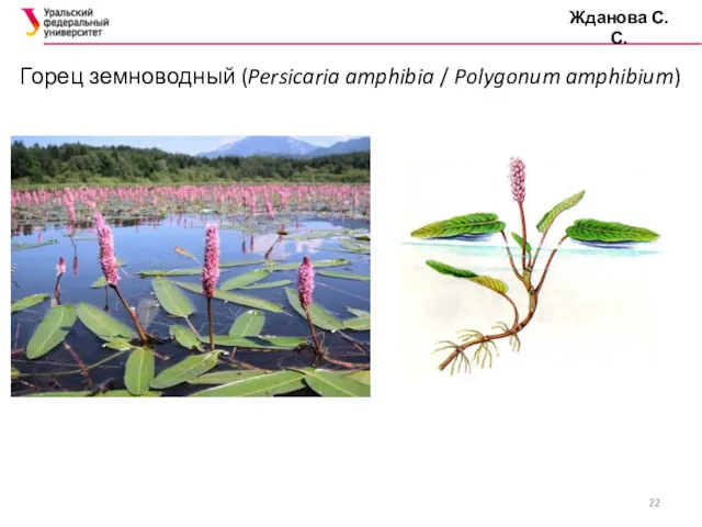 Горец земноводный (Persicaria amphibia / Polygonum amphibium) Жданова С.С.