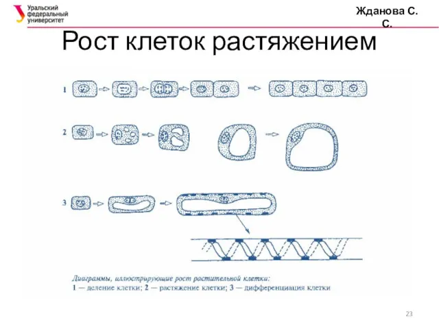 Рост клеток растяжением Жданова С.С.