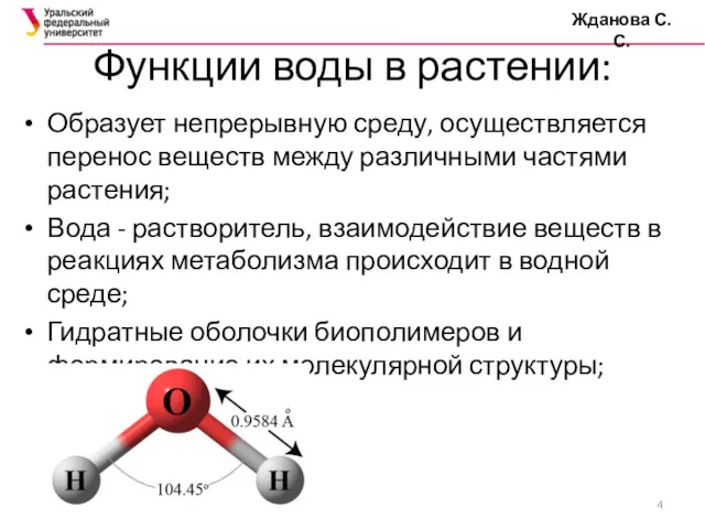 Жданова С.С. Функции воды в растении: Образует непрерывную среду, осуществляется