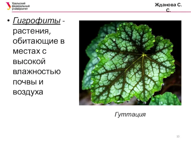 Гигрофиты - растения, обитающие в местах с высокой влажностью почвы и воздуха Жданова С.С. Гуттация