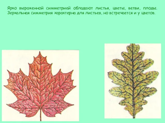Ярко выраженной симметрией обладают листья, цветы, ветви, плоды. Зеркальная симметрия характерна для листьев,