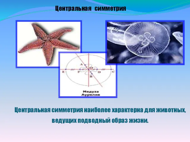 Центральная симметрия Центральная симметрия наиболее характерна для животных, ведущих подводный образ жизни.
