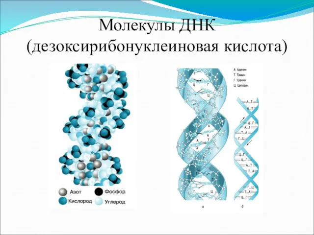 Молекулы ДНК (дезоксирибонуклеиновая кислота)