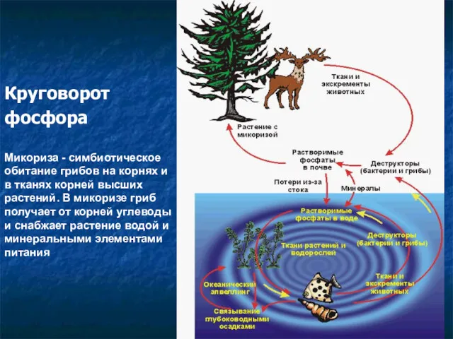 Круговорот фосфора Микориза - симбиотическое обитание грибов на корнях и