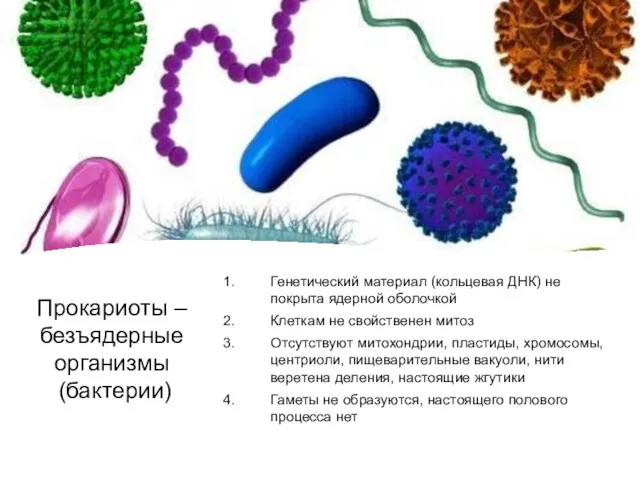 Прокариоты – безъядерные организмы (бактерии)‏ Генетический материал (кольцевая ДНК) не покрыта ядерной оболочкой