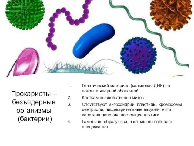 Прокариоты – безъядерные организмы (бактерии)‏ Генетический материал (кольцевая ДНК) не