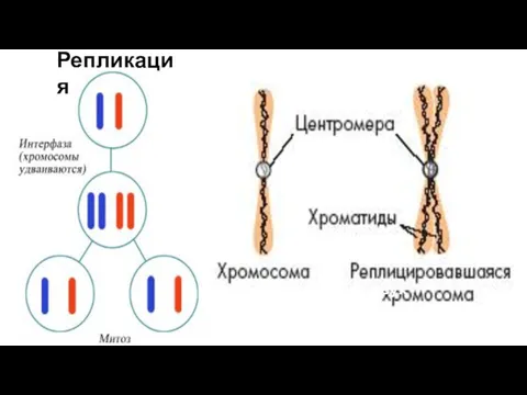 Удвоенная хромосома состоит из двух половинок, содержащих по одной двухцепочечной молекуле ДНК Репликация