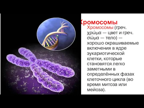 Хромосомы Хромосо́мы (греч. χρώμα — цвет и греч. σώμα —