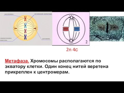 Метафаза. Хромосомы располагаются по экватору клетки. Один конец нитей веретена прикреплен к центромерам. 2n 4с