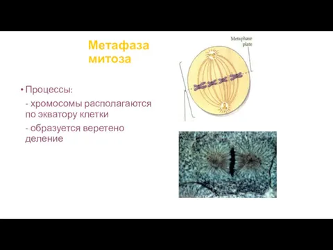 Метафаза митоза Процессы: - хромосомы располагаются по экватору клетки - образуется веретено деление