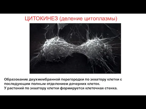 ЦИТОКИНЕЗ (деление цитоплазмы) Образование двухмембранной перегородки по экватору клетки с